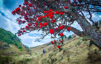 ​马缨花开的正艳