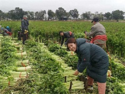 2万块就能开面包车创业?农村2个冷门暴利生意你敢尝试吗?