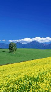 蔡文姬《悲愤诗》赏析(二):母子离别,人间惨剧