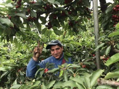 智利顶级车厘子桑缇娜santina,是否适合国内栽种?