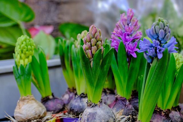 风信子养殖方法和注意事项有哪些(栽前4选择)(2)