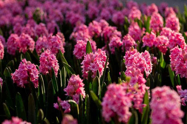 风信子养殖方法和注意事项有哪些(栽前4选择)(7)