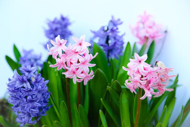 风信子养殖方法和注意事项有哪些(栽前4选择)(9)