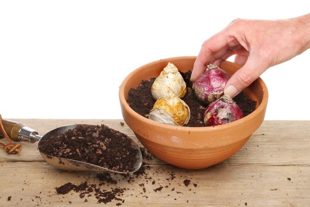 风信子养殖方法和注意事项有哪些(栽前4选择)(3)