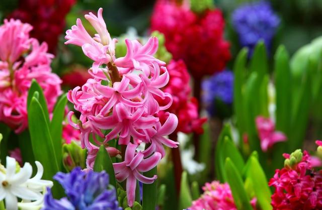 风信子养殖方法和注意事项有哪些(栽前4选择)(1)