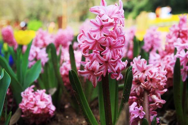 风信子养殖方法和注意事项有哪些(栽前4选择)(8)