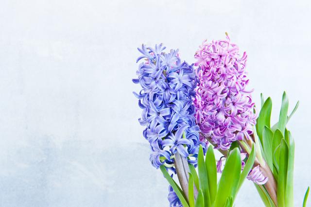 风信子养殖方法和注意事项有哪些(栽前4选择)(10)