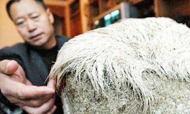 老农捡一长满白发的石头,专家闻讯赶来后,立马让人封锁整个村子