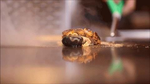 法式铁板烧狂想曲，让心灵溢满香气 | 寻味上海⑤