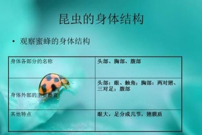 ​昆虫的身体分为哪三个部分,昆虫的身体形态特征是身体分为哪三部分