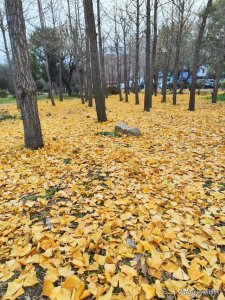 ​立冬问候语温暖人生（早安晨语立冬来临寒意浓）