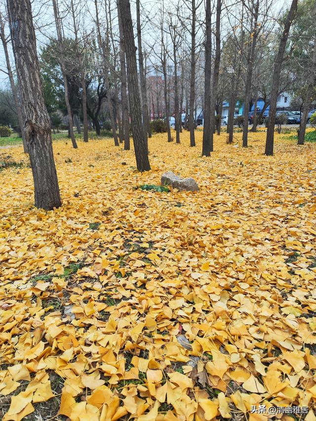 立冬问候语温暖人生（早安晨语立冬来临寒意浓）(1)