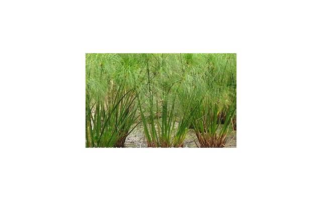 涨水的说说(水利部门回应洛河涨水) 涨水的说说(水利部门回应洛河涨水)