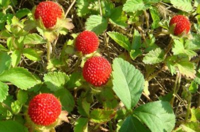 ​农村一种野果，据说是蛇吃的，现在知道价值很高