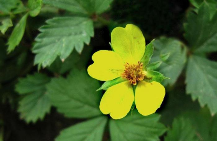 农村一种野果,据说是蛇吃的,现在知道价值很高