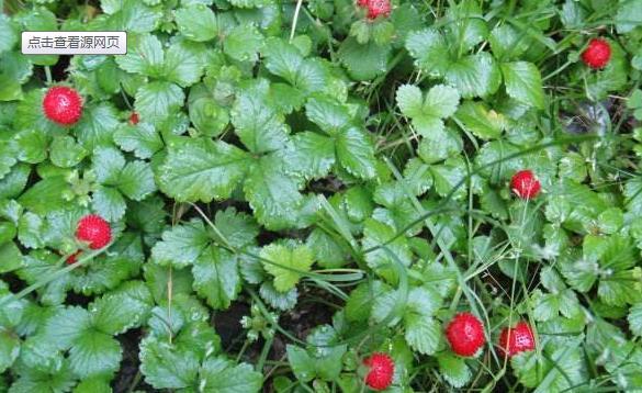 农村一种野果,据说是蛇吃的,现在知道价值很高