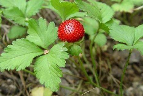 农村一种野果,据说是蛇吃的,现在知道价值很高