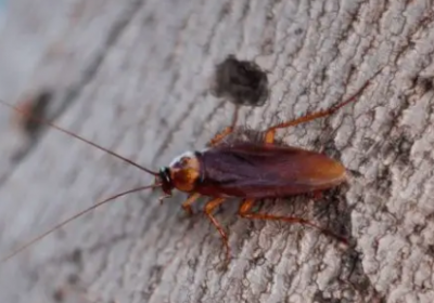 蟑螂爬过的被子能睡么,床上跑了一只蟑螂还可以睡吗