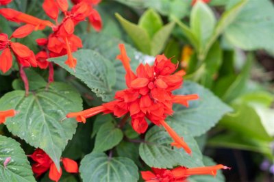 ​怎样使一串红安全度夏