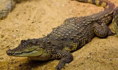 ​鳄鱼寿命最长是多少年,鳄鱼的寿命一般是多少